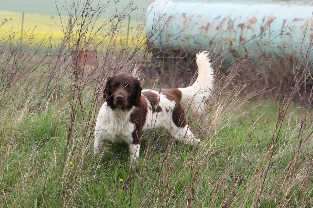 Leader Vom hundegelaut