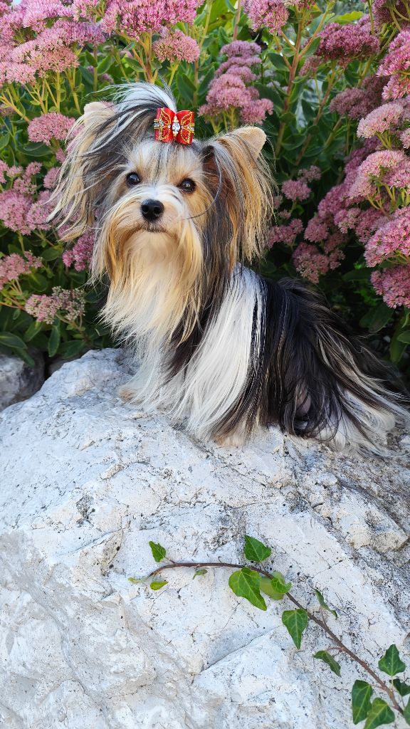 Verone Titre Initial