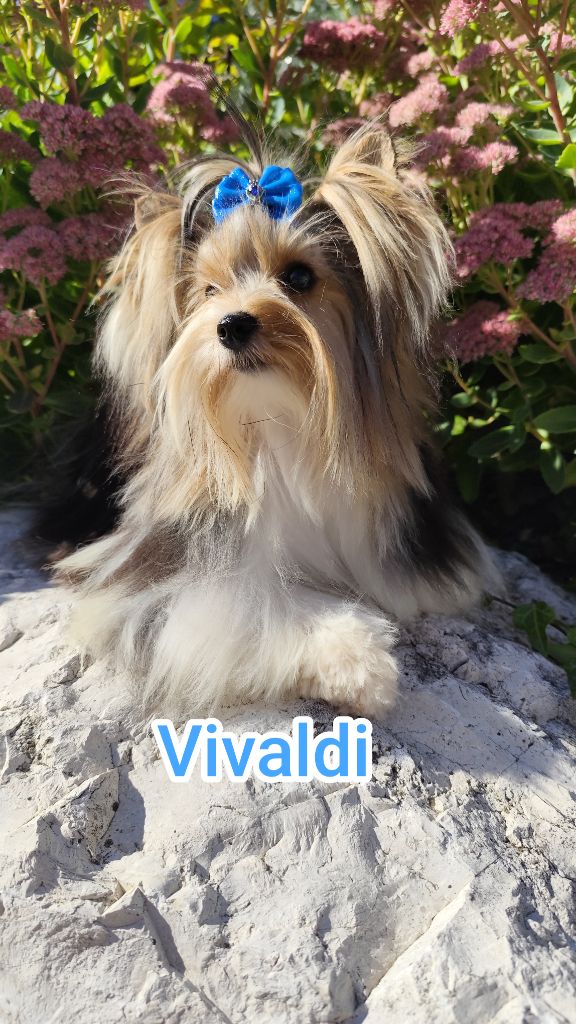 Vivaldi Titre Initial