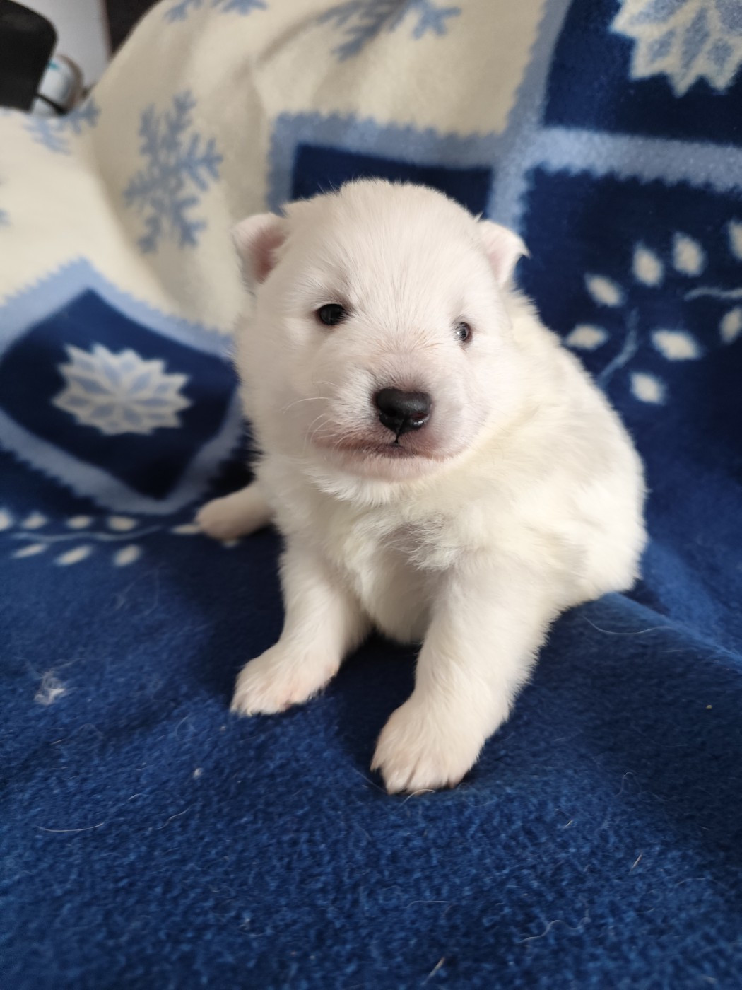 Du Mont Chauve - Chiots disponibles - Spitz japonais