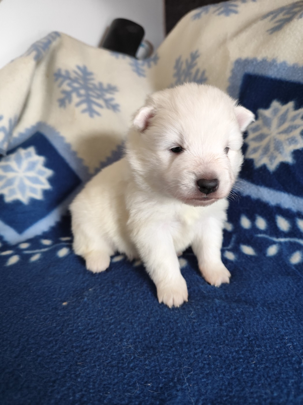 Du Mont Chauve - Chiots disponibles - Spitz japonais