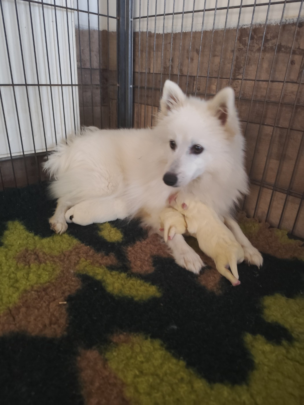 Chiot Spitz japonais Du Mont Chauve