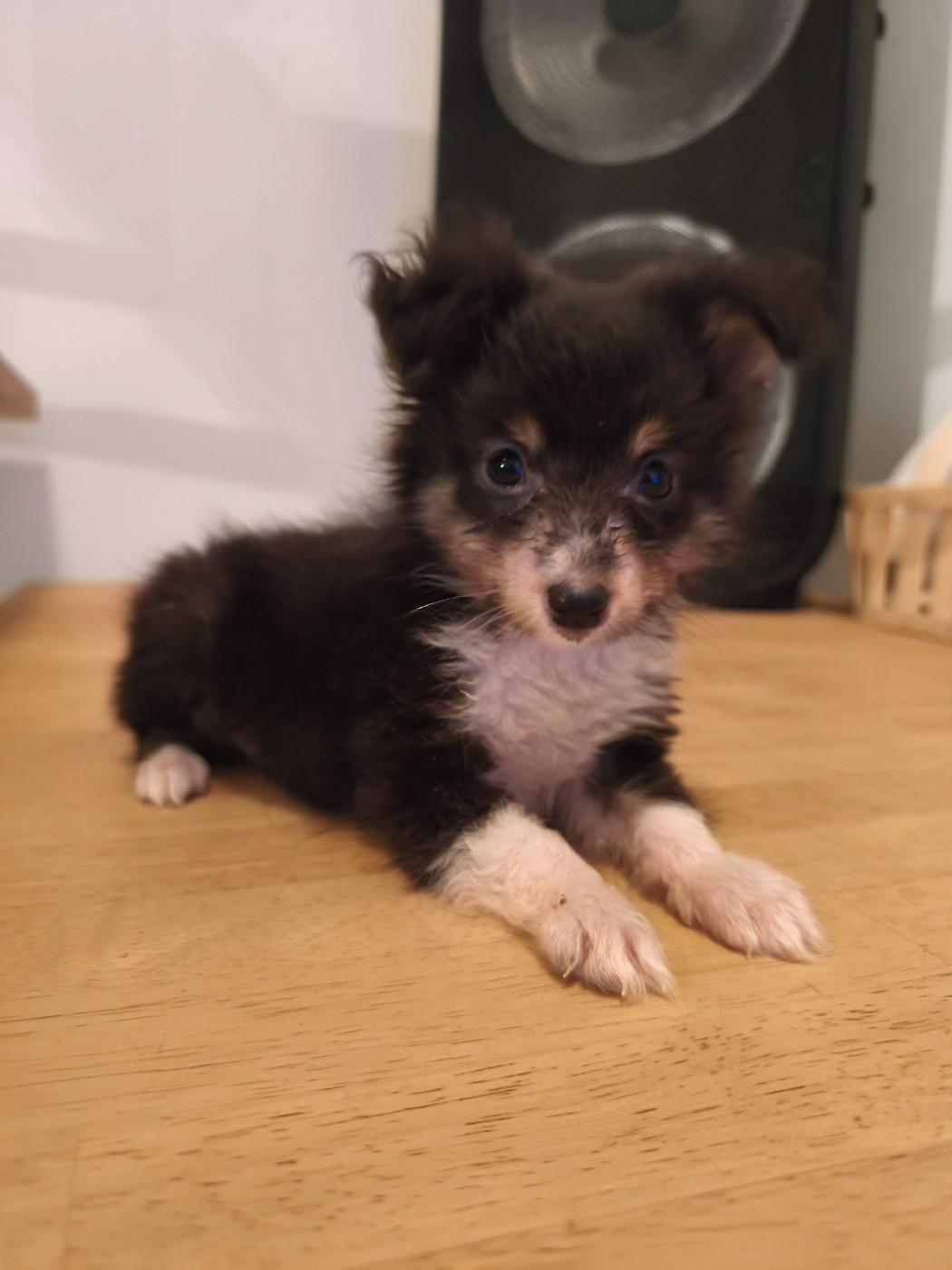Du Mont Chauve - Chiots disponibles - Shetland Sheepdog