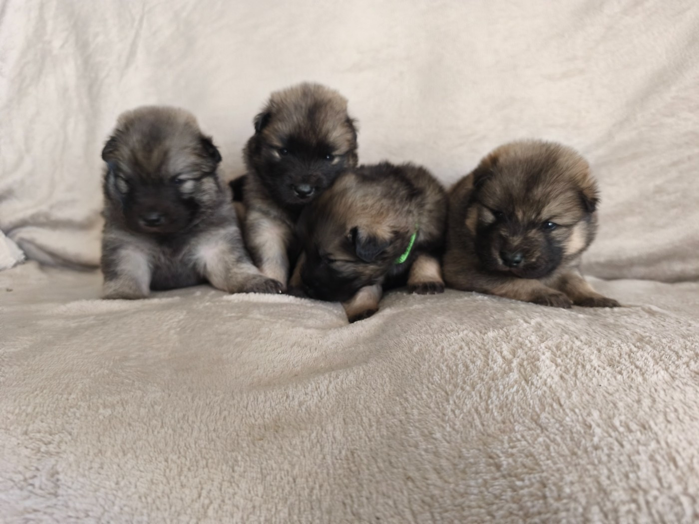 Du Mont Chauve - Eurasier - Portée née le 07/12/2025