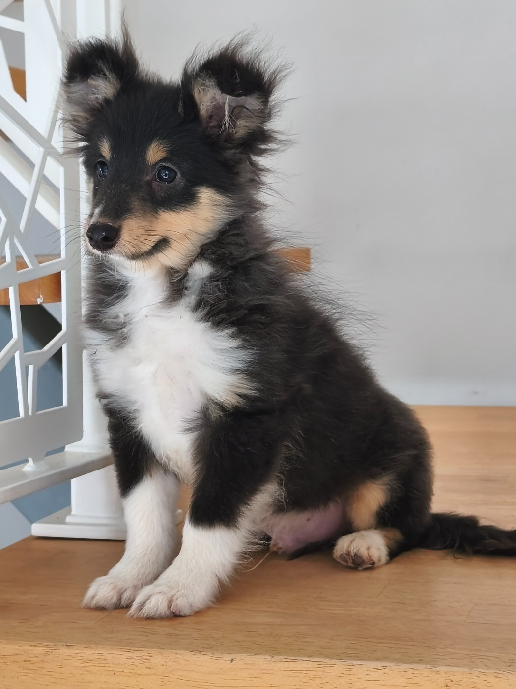 Du Mont Chauve - Chiots disponibles - Shetland Sheepdog