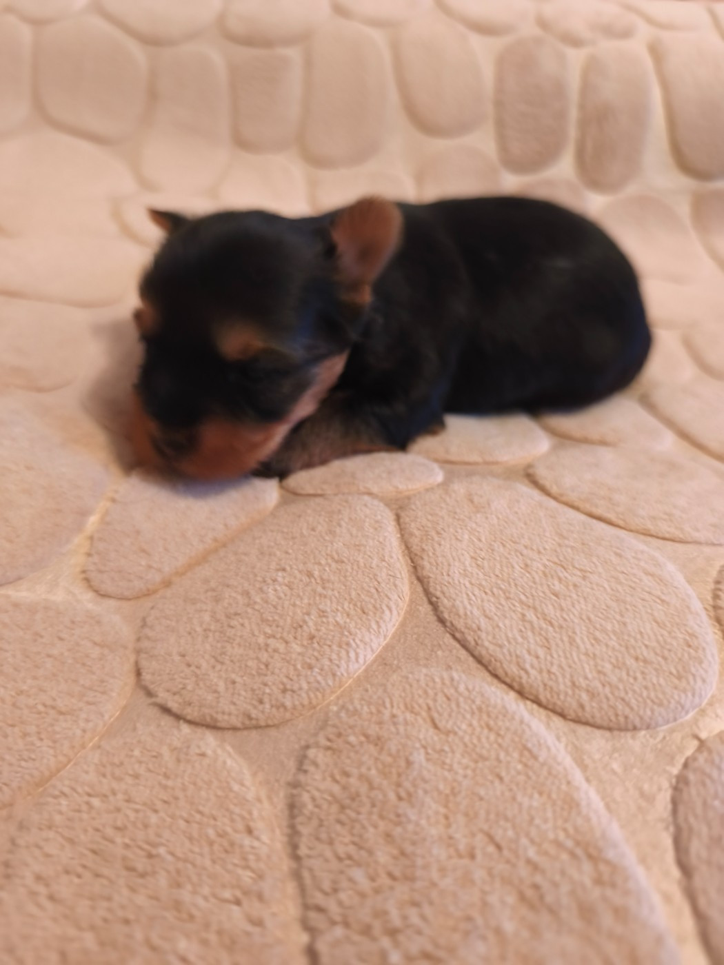 Du Mont Chauve - Chiots disponibles - Yorkshire Terrier