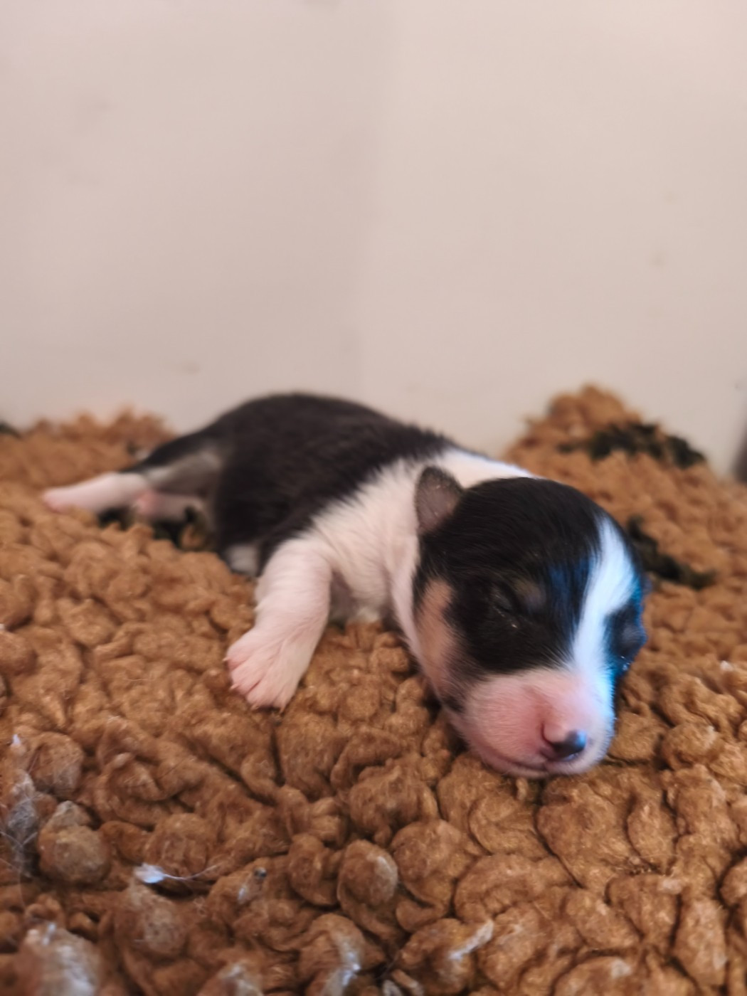 Du Mont Chauve - Chiots disponibles - Shetland Sheepdog