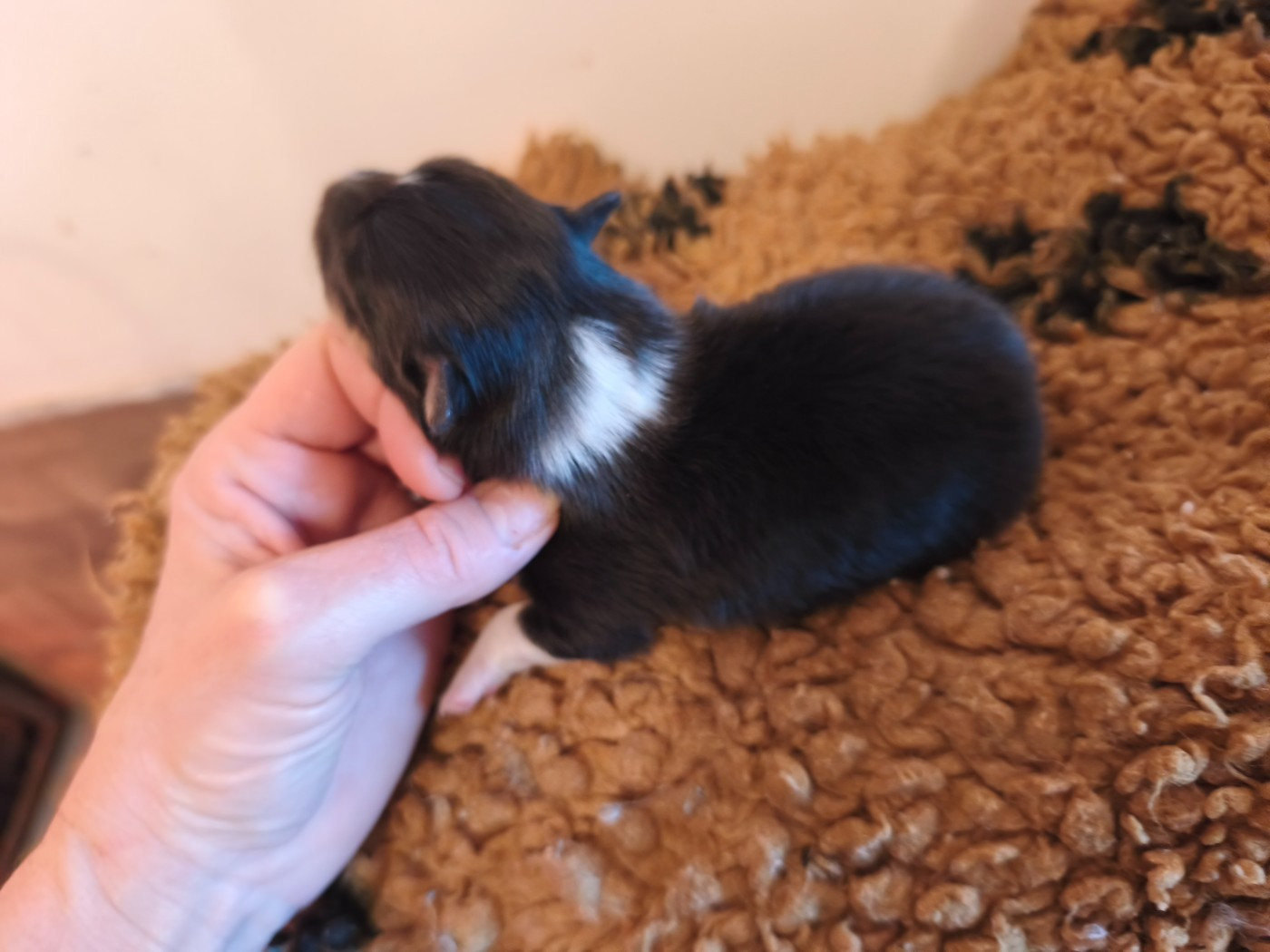 Du Mont Chauve - Chiots disponibles - Shetland Sheepdog