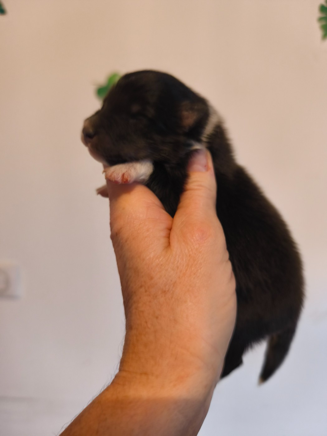 Du Mont Chauve - Chiots disponibles - Shetland Sheepdog