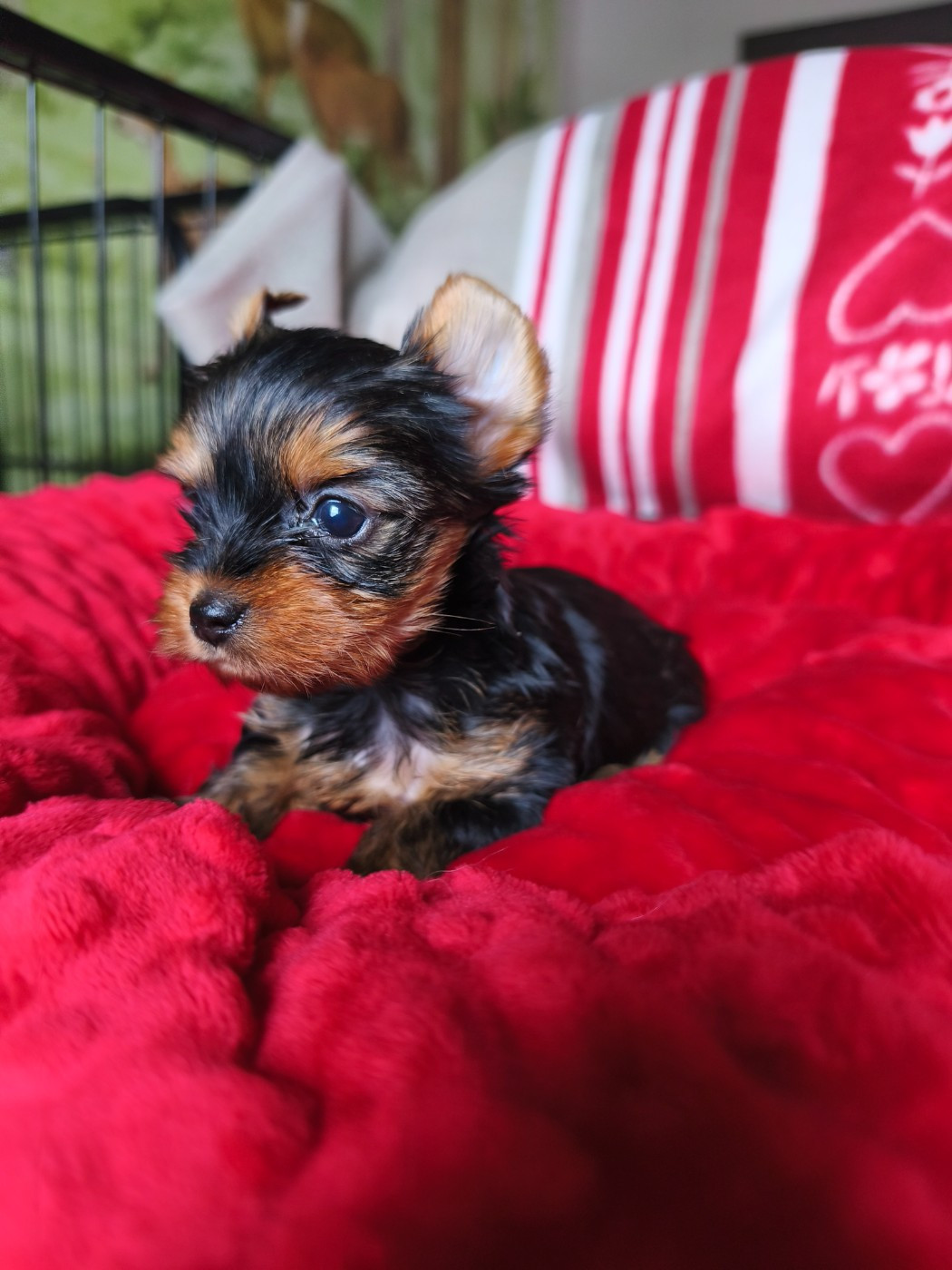 Du Mont Chauve - Chiots disponibles - Yorkshire Terrier