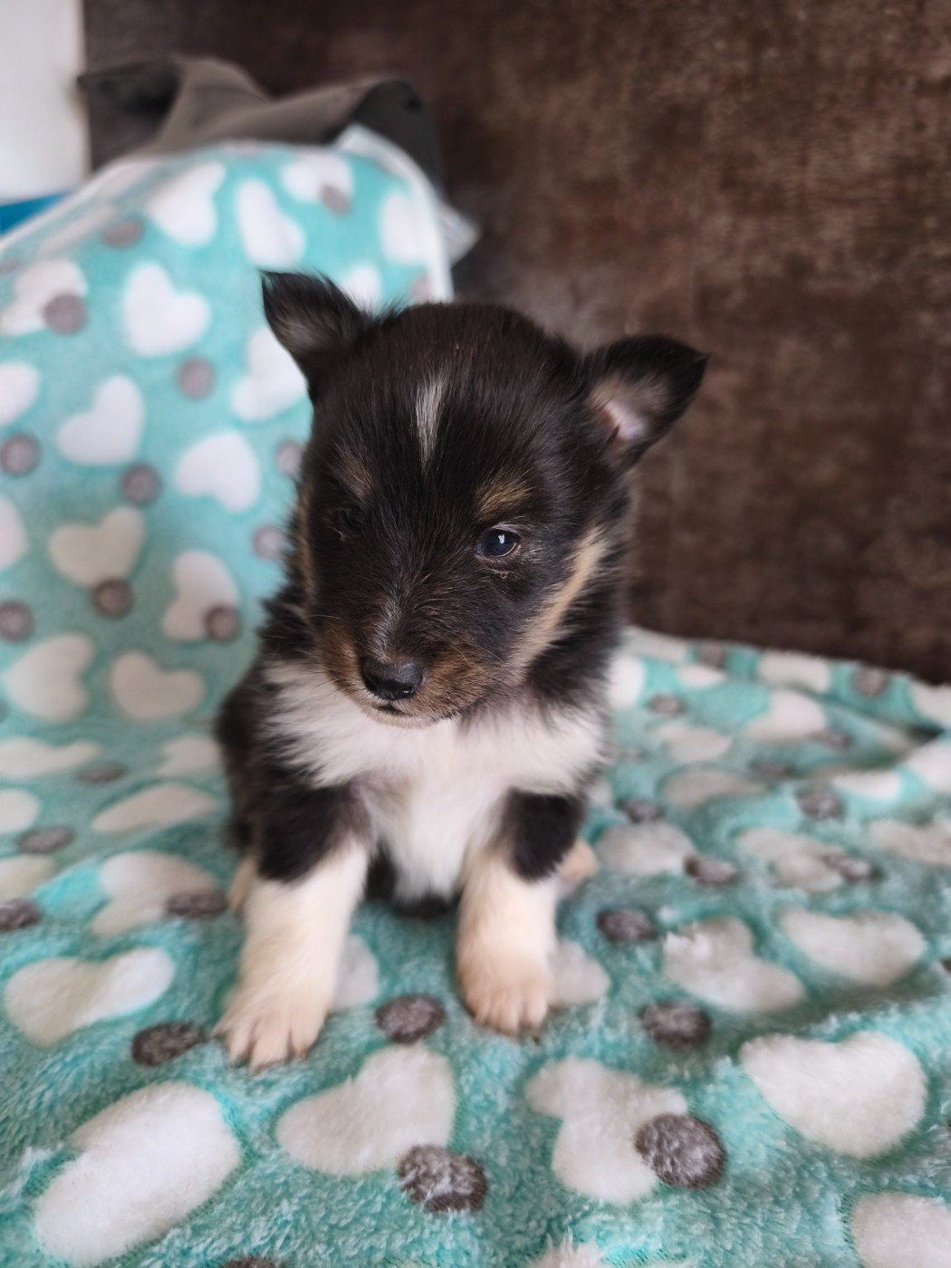 Du Mont Chauve - Chiots disponibles - Shetland Sheepdog
