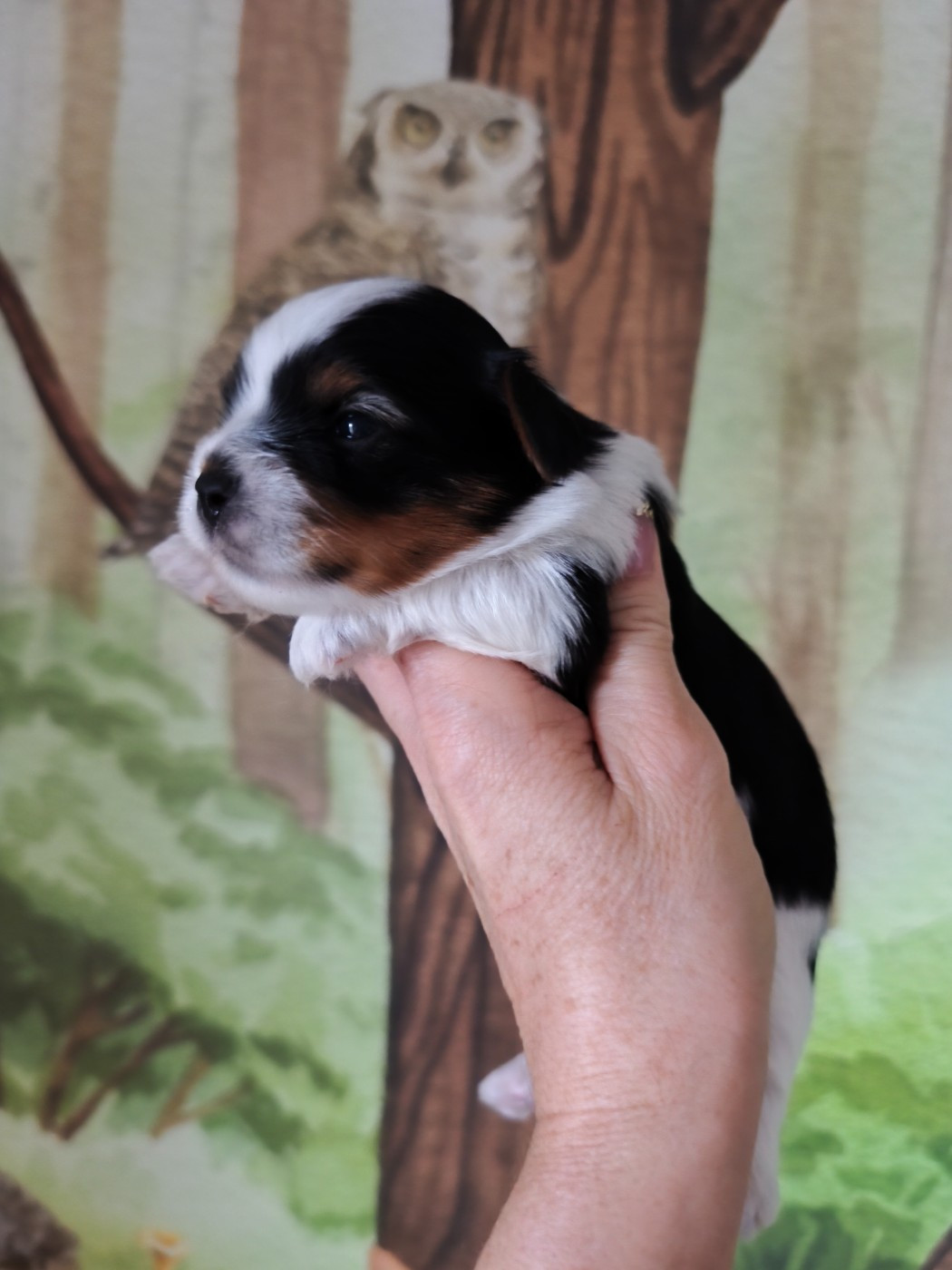 Du Mont Chauve - Biewer Terrier - Portée née le 08/03/2026