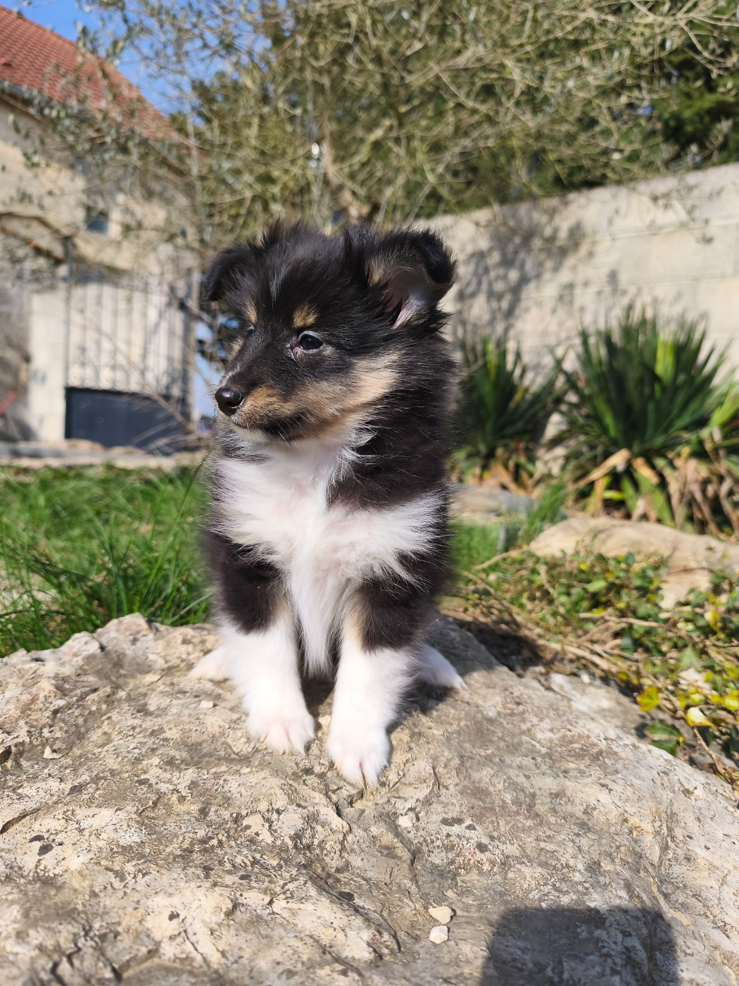 Du Mont Chauve - Chiots disponibles - Shetland Sheepdog