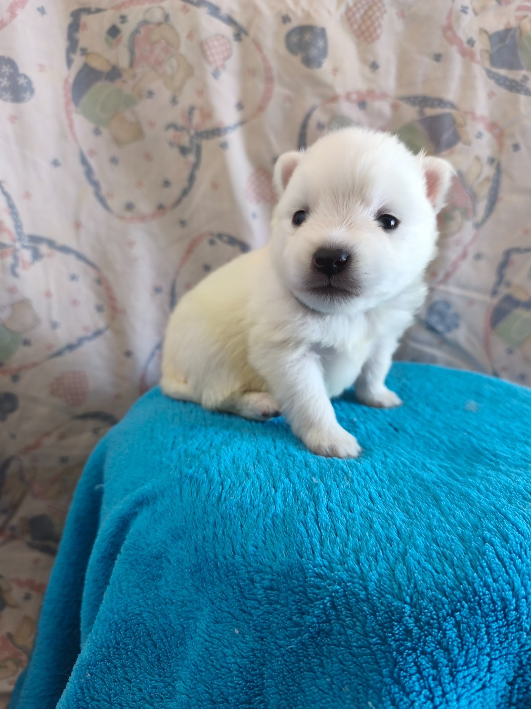 Du Mont Chauve - Chiots disponibles - Spitz japonais