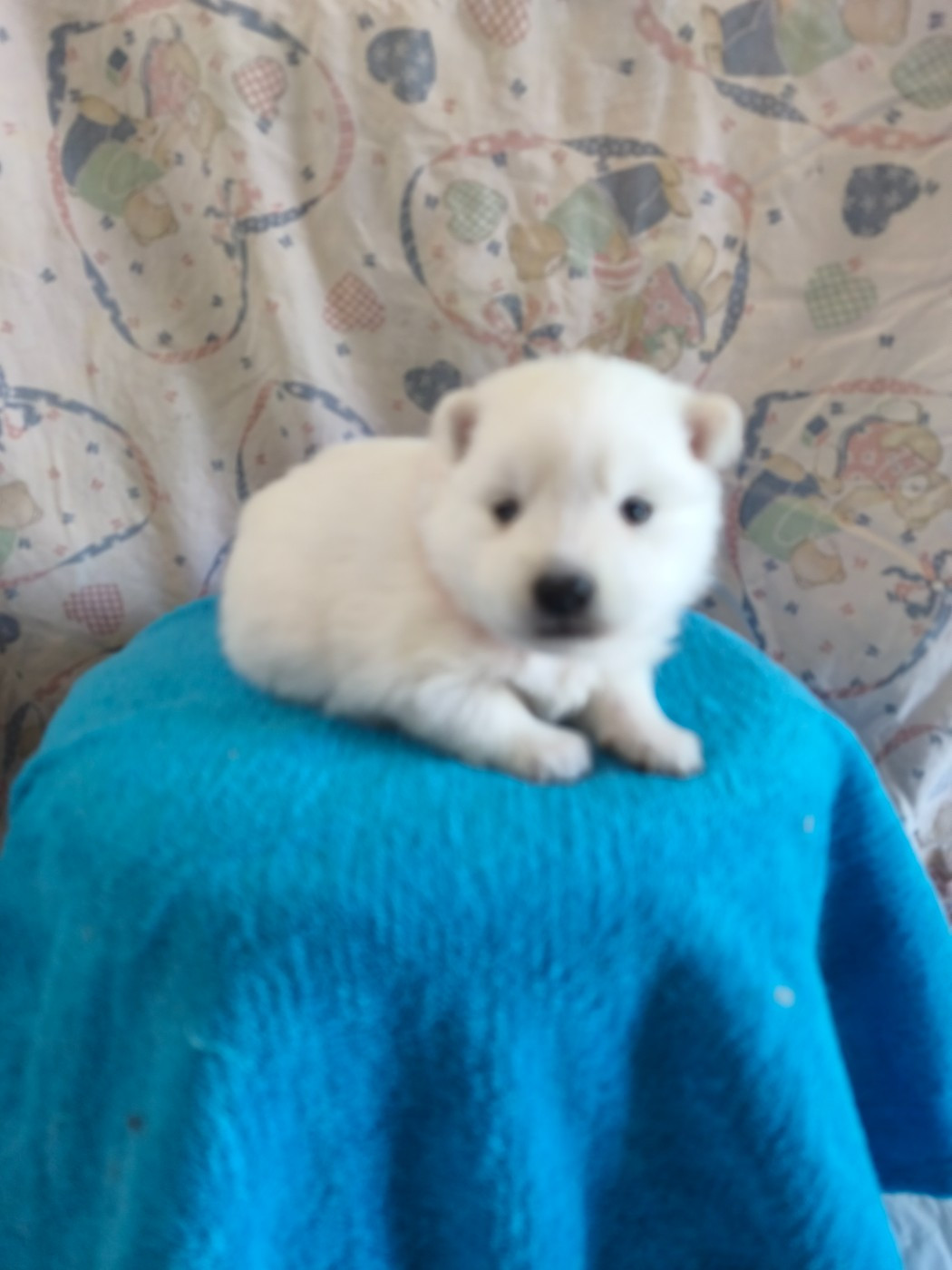 Du Mont Chauve - Chiots disponibles - Spitz japonais