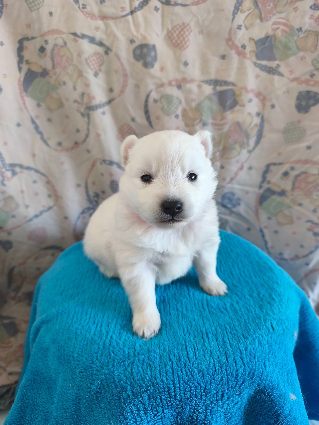 Du Mont Chauve - Chiots disponibles - Spitz japonais