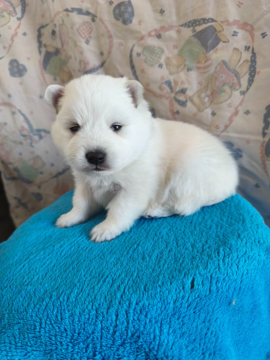 Du Mont Chauve - Chiots disponibles - Spitz japonais