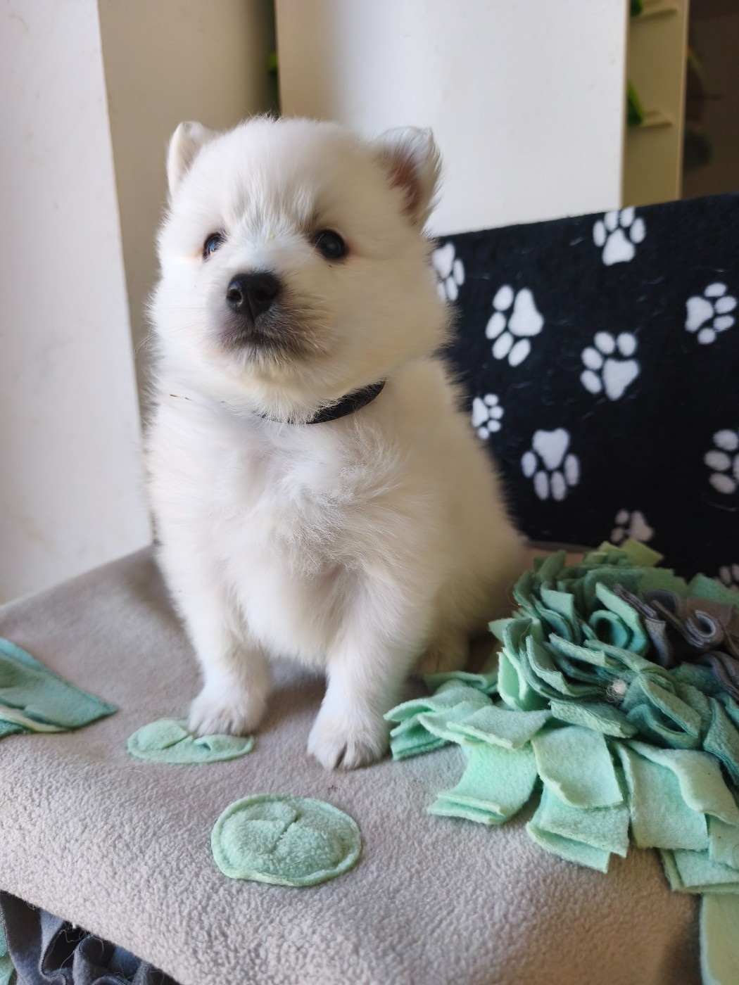 Du Mont Chauve - Chiots disponibles - Spitz japonais