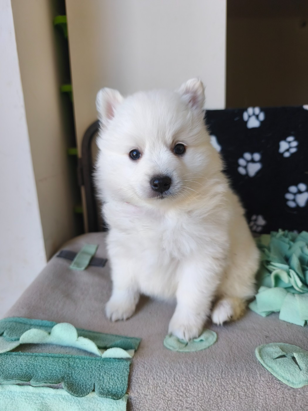 Du Mont Chauve - Chiots disponibles - Spitz japonais