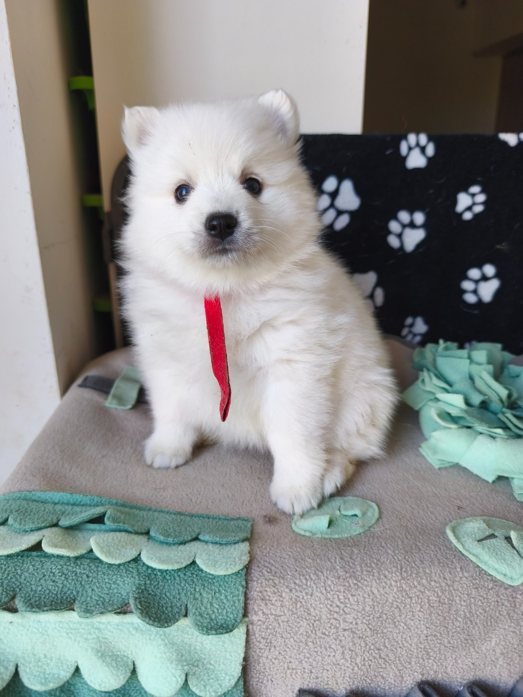 Du Mont Chauve - Chiots disponibles - Spitz japonais