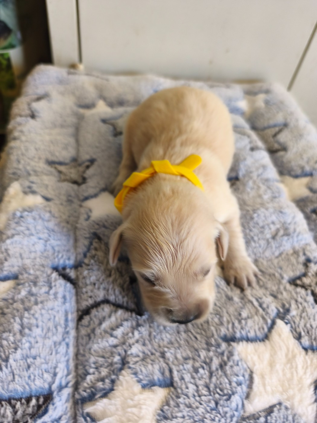 Du Mont Chauve - Chiots disponibles - Golden Retriever