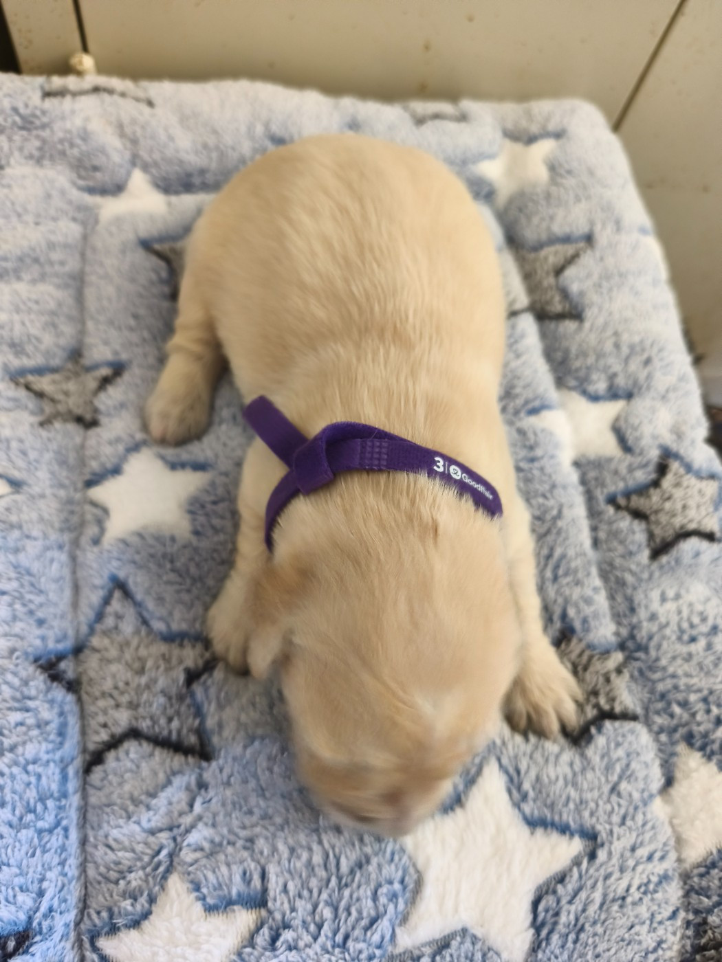 Du Mont Chauve - Chiots disponibles - Golden Retriever