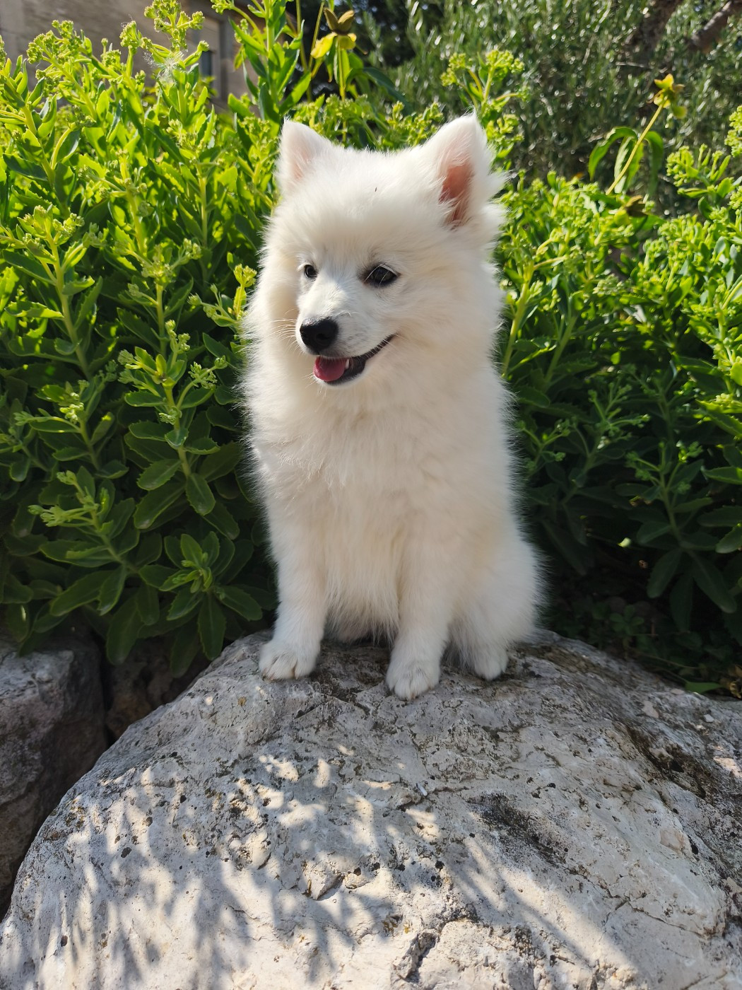 Du Mont Chauve - Chiots disponibles - Spitz japonais