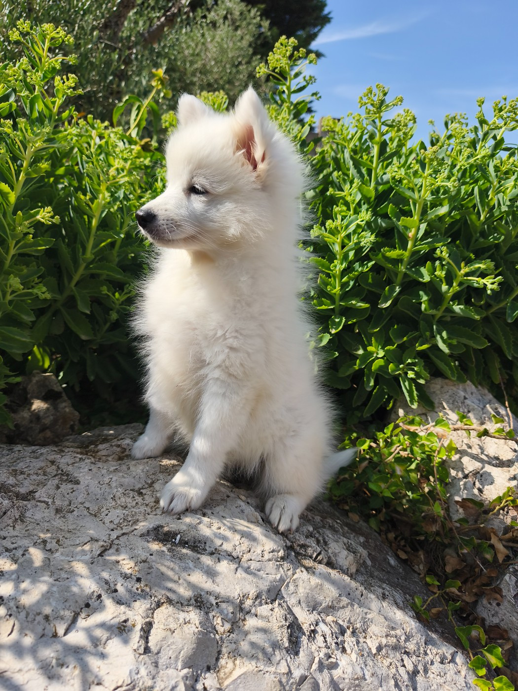 Du Mont Chauve - Chiots disponibles - Spitz japonais