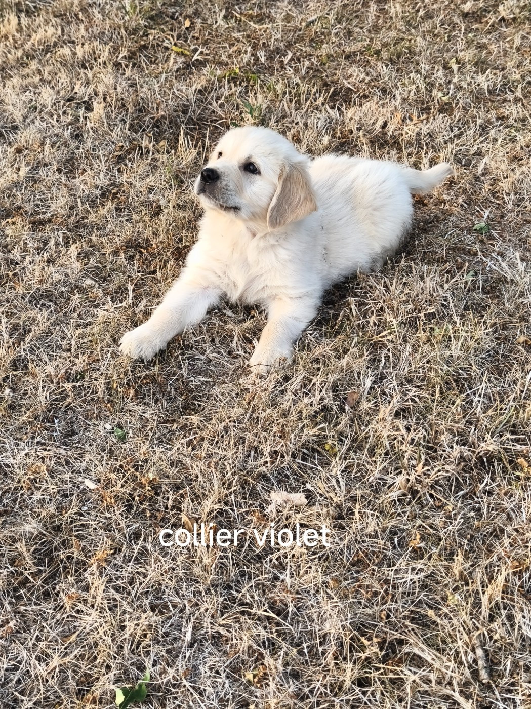 Du Mont Chauve - Chiots disponibles - Golden Retriever