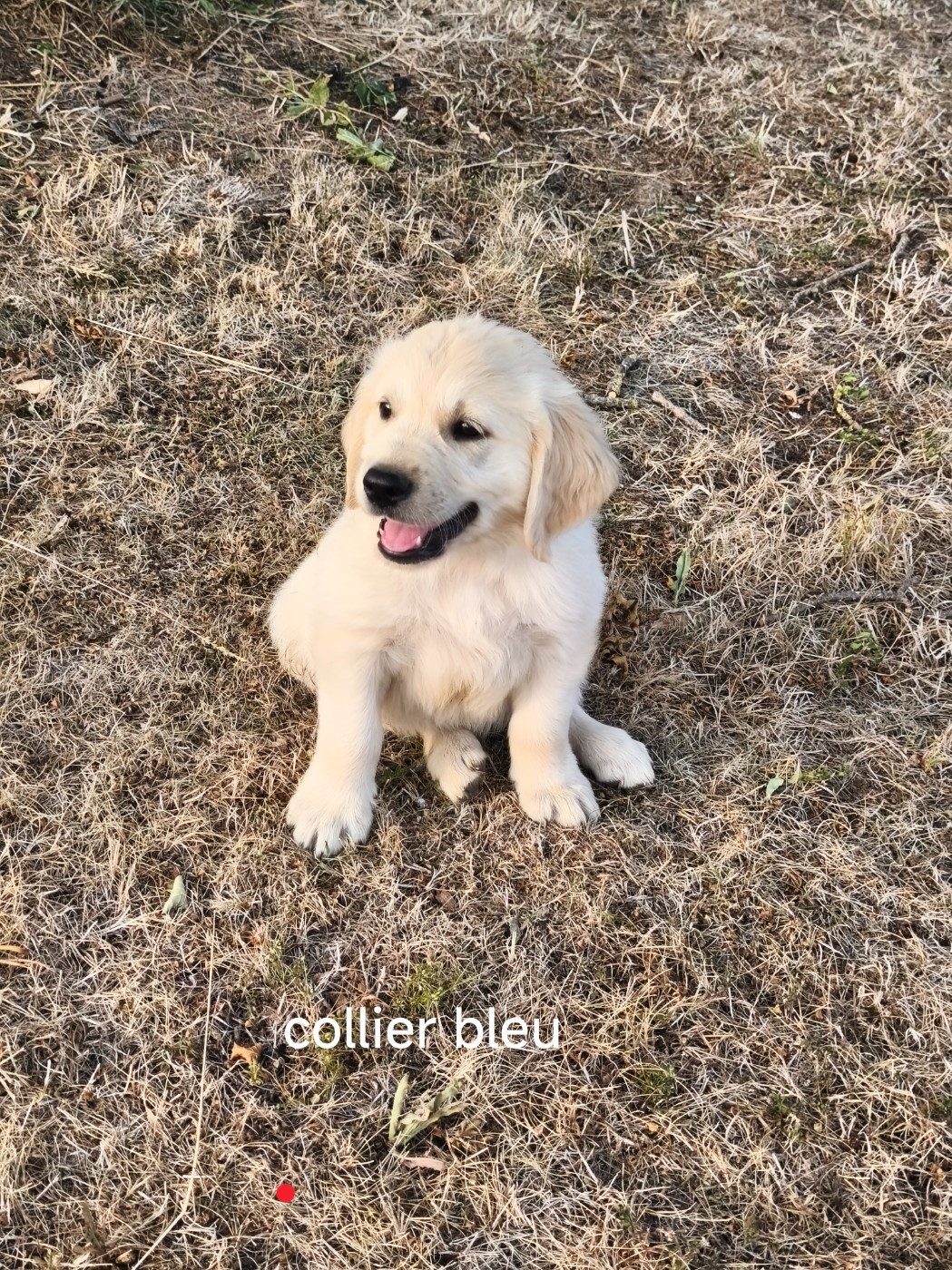 Du Mont Chauve - Chiots disponibles - Golden Retriever