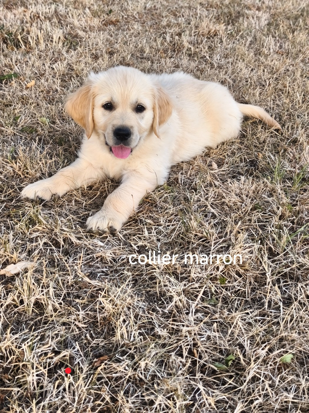 Du Mont Chauve - Chiots disponibles - Golden Retriever