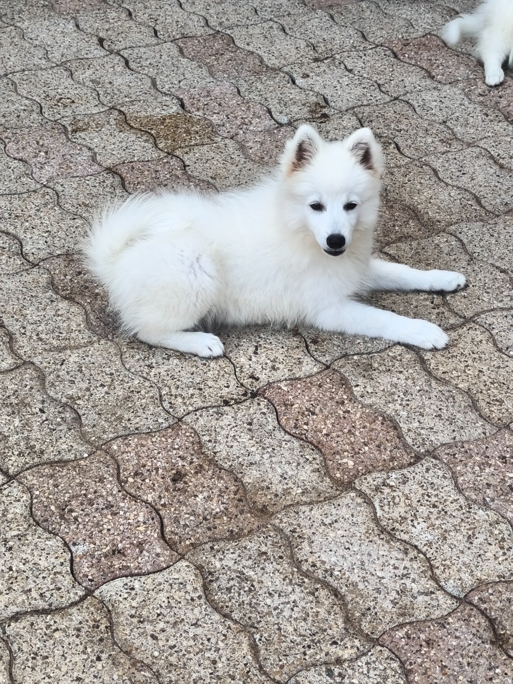 Du Mont Chauve - Chiots disponibles - Spitz japonais