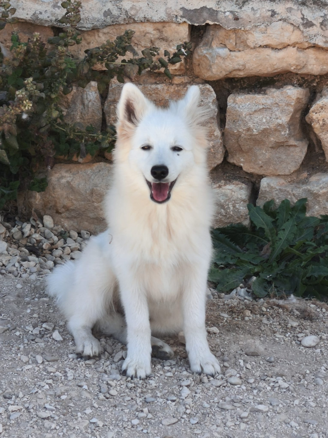 Du Mont Chauve - Chiots disponibles - Spitz japonais