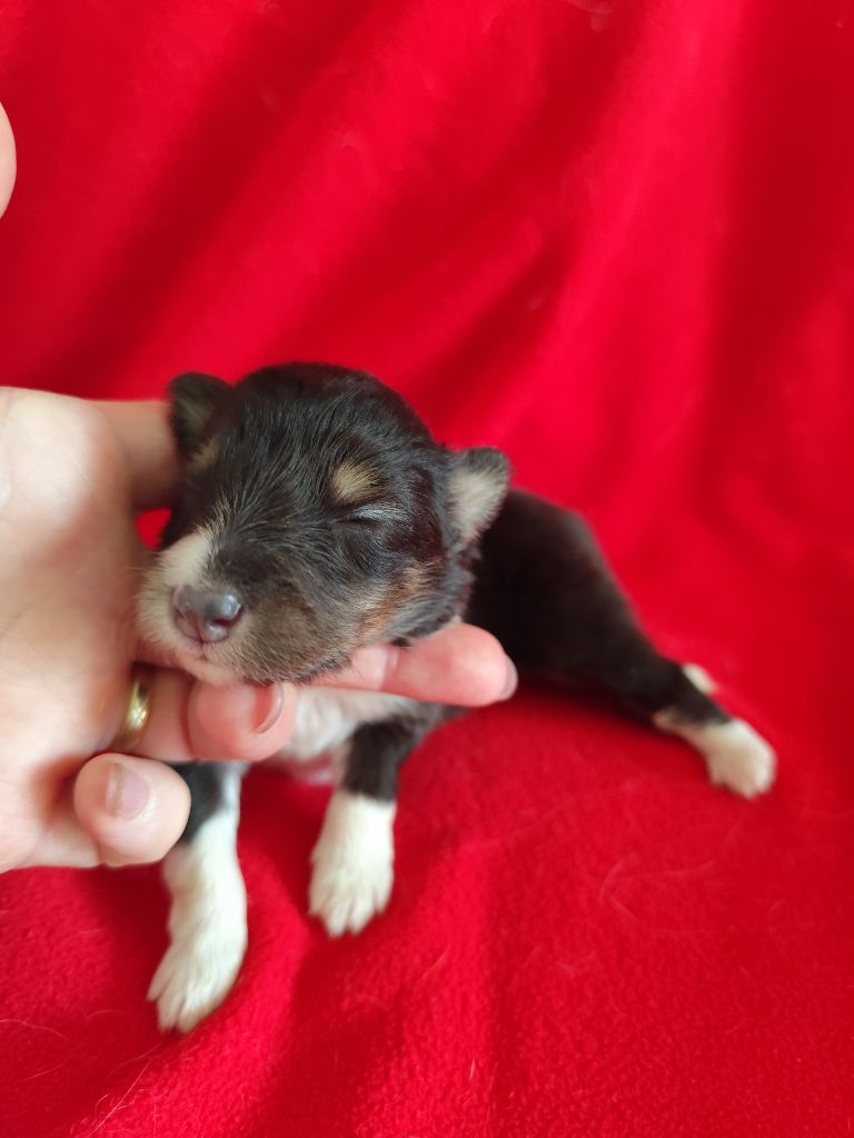 Du Mont Chauve - Chiots disponibles - Shetland Sheepdog