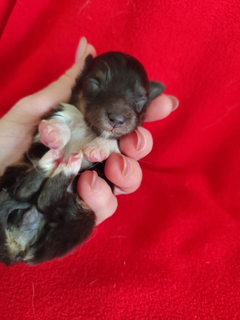 Du Mont Chauve - Chiots disponibles - Shetland Sheepdog