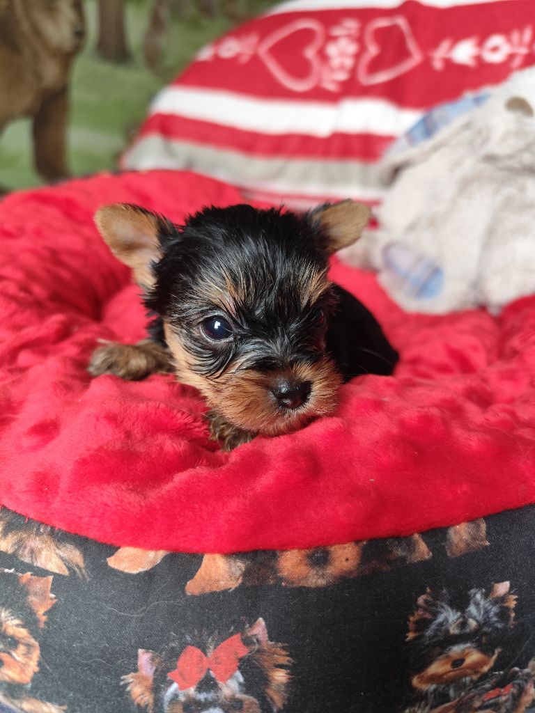 Du Mont Chauve - Chiots disponibles - Yorkshire Terrier