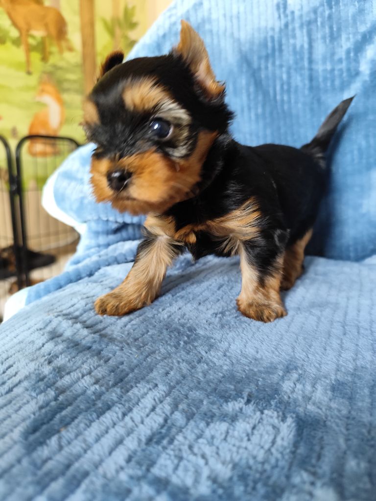 Du Mont Chauve - Chiots disponibles - Yorkshire Terrier