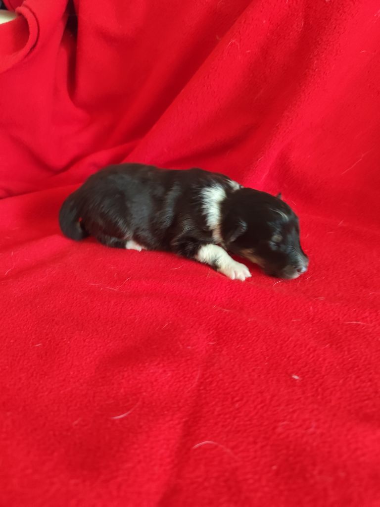Du Mont Chauve - Chiots disponibles - Shetland Sheepdog