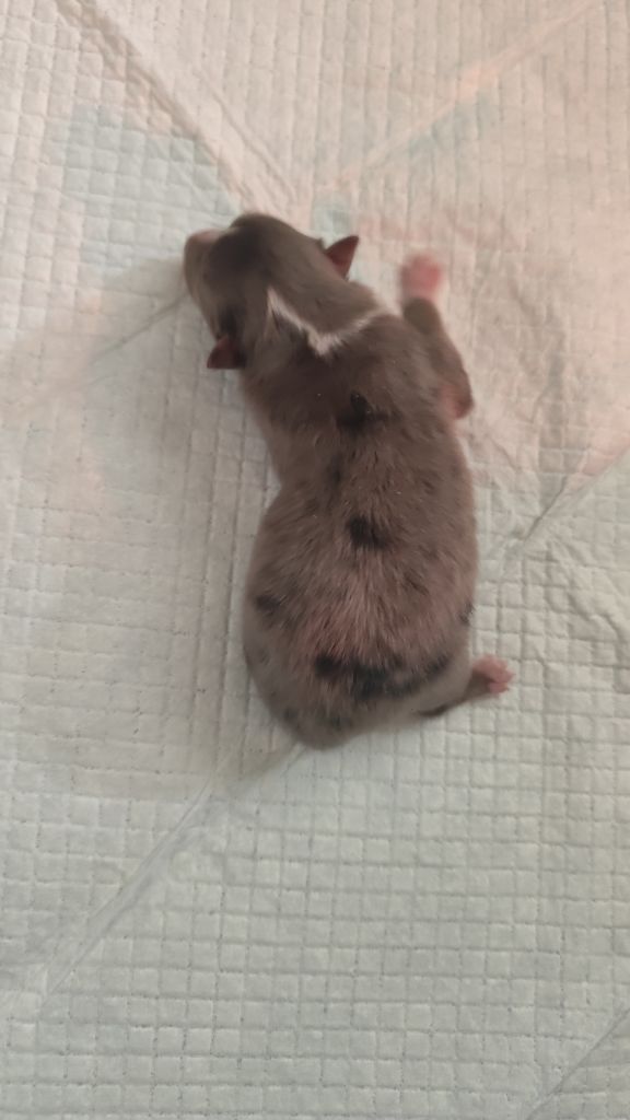 Du Mont Chauve - Chiots disponibles - Shetland Sheepdog