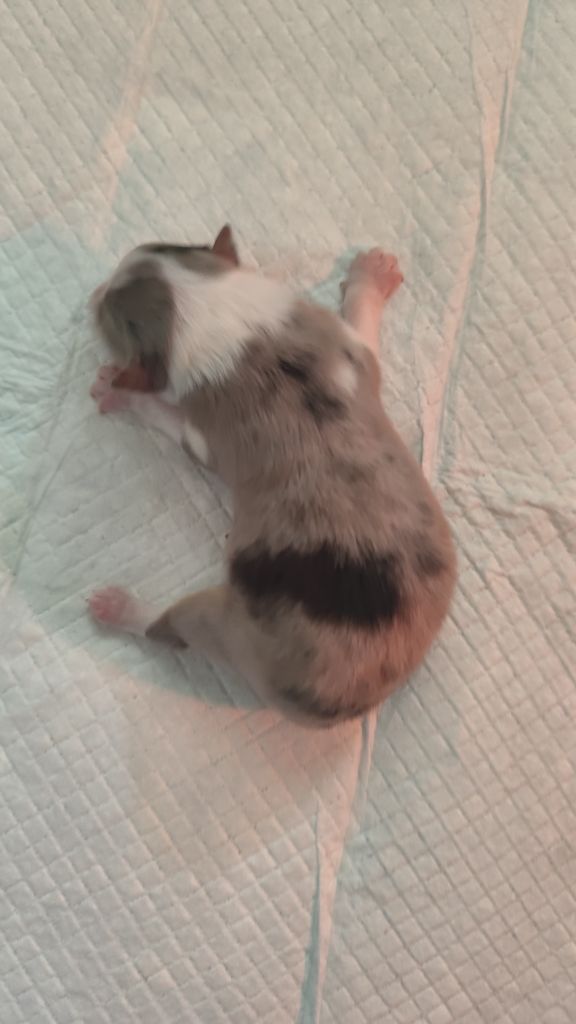 Du Mont Chauve - Chiots disponibles - Shetland Sheepdog