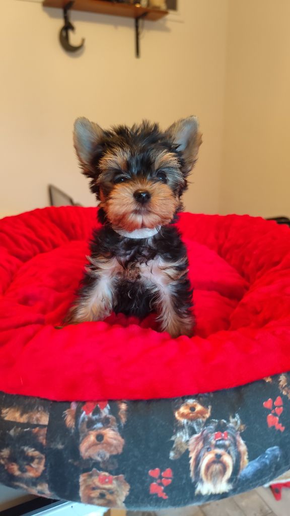 Du Mont Chauve - Chiots disponibles - Yorkshire Terrier