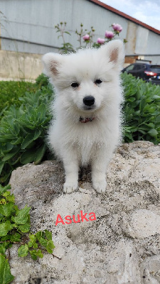 CHIOT 2