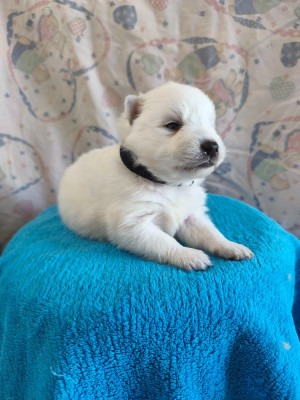 Chiot N°1