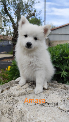 CHIOT 3