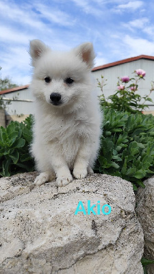 CHIOT 1