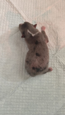 CHIOT BLEU