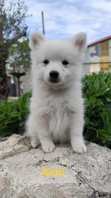 CHIOT 4
