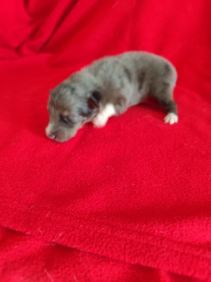CHIOT F BLEUE