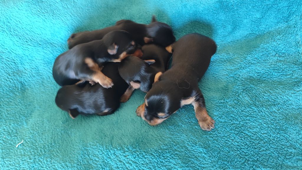 Du Mont Chauve - Chiots disponibles - Yorkshire Terrier