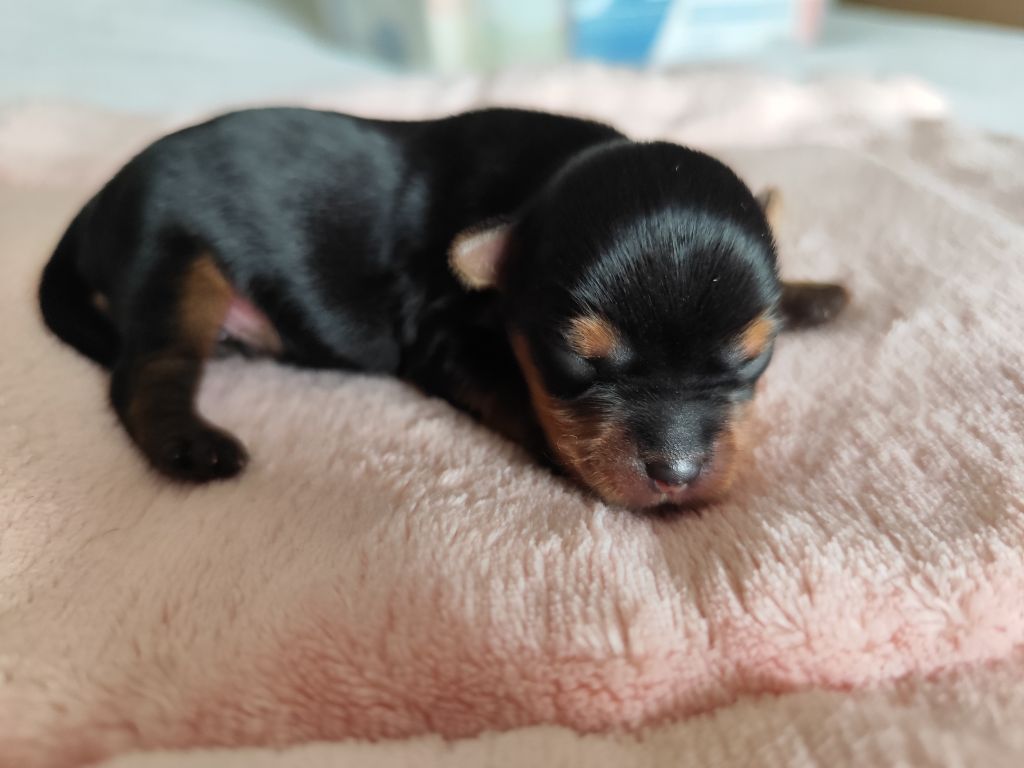 Du Mont Chauve - Chiots disponibles - Yorkshire Terrier